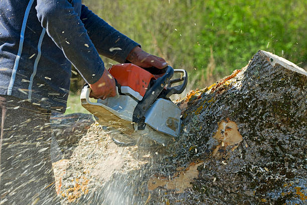 Best Best Tree Removal Services  in High Rolls, NM